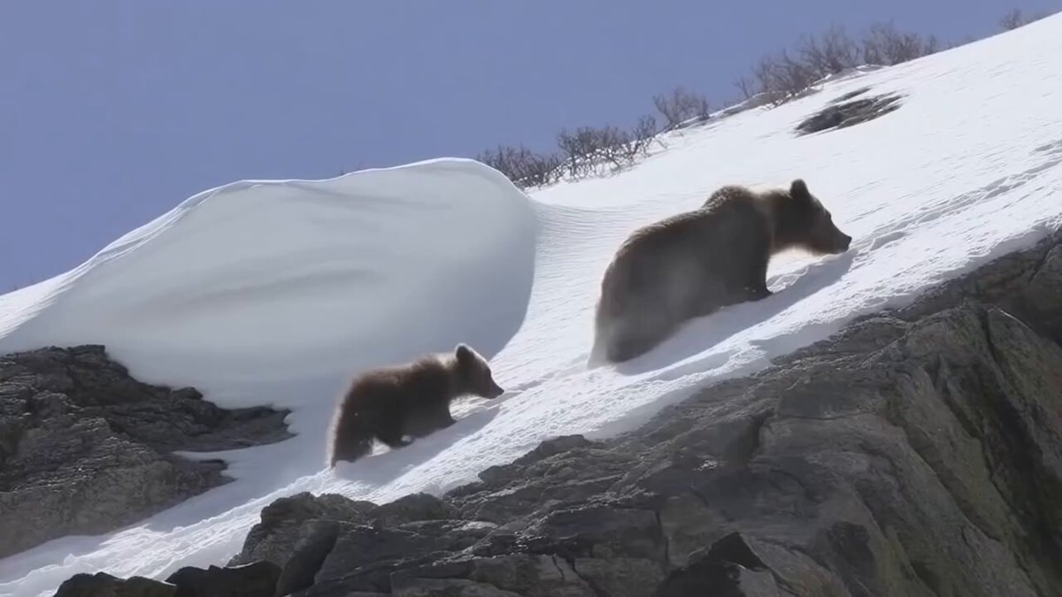 Grizzly mother and cub on steep snow slope