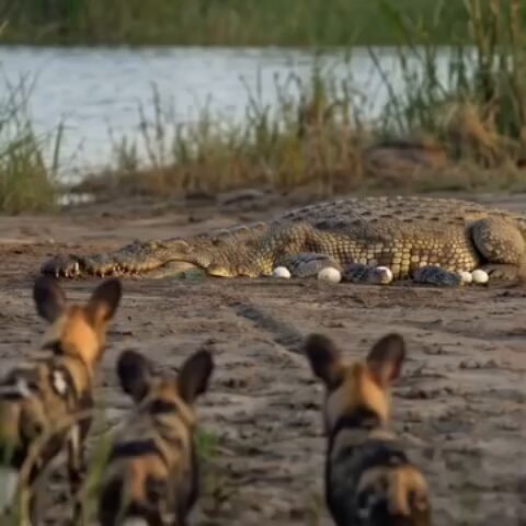 Crocodile guards nest against wild dogs