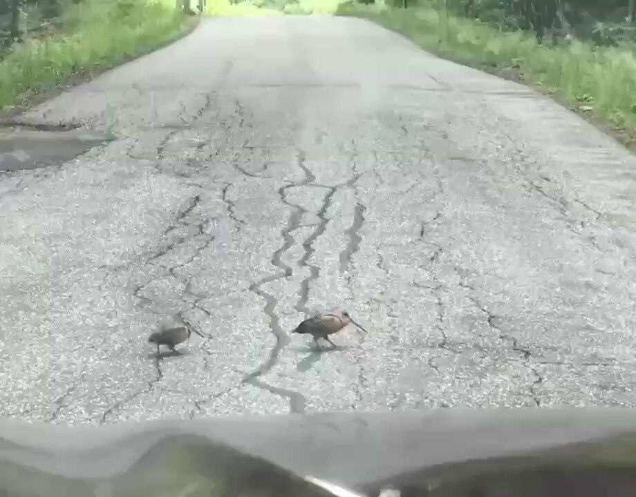 Woodcocks walking on asphalt