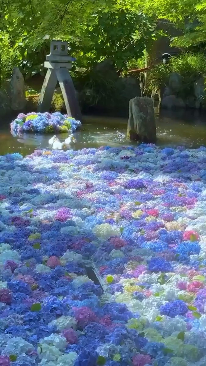Ducks and Hydrangea blooms daydream