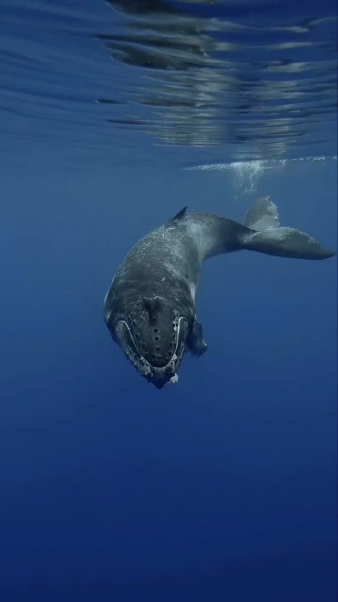 humpback whale French Polynesia 🐋