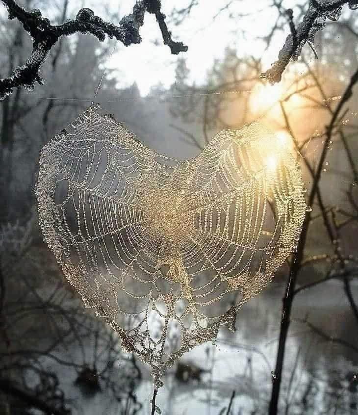 heart shaped spiderweb