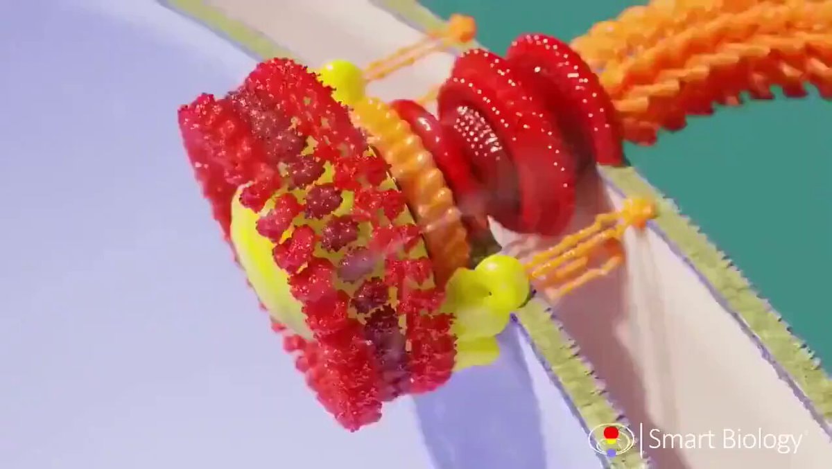 Bacterial flagellar motor explained