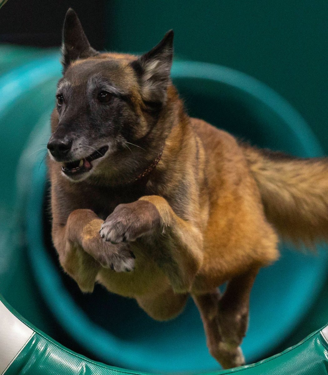 Bryan Johnson Katara Belgian Malinois (photo 2 of 2) Bryan Johnson Katara Belgian Malinois (photo 2 of 2)