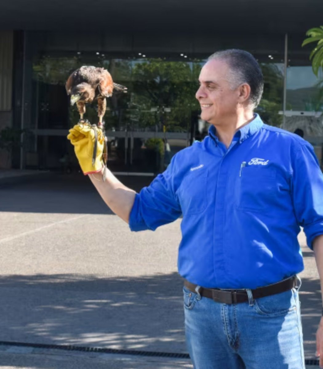El Charro the Hawk (photo 2 of 2)
