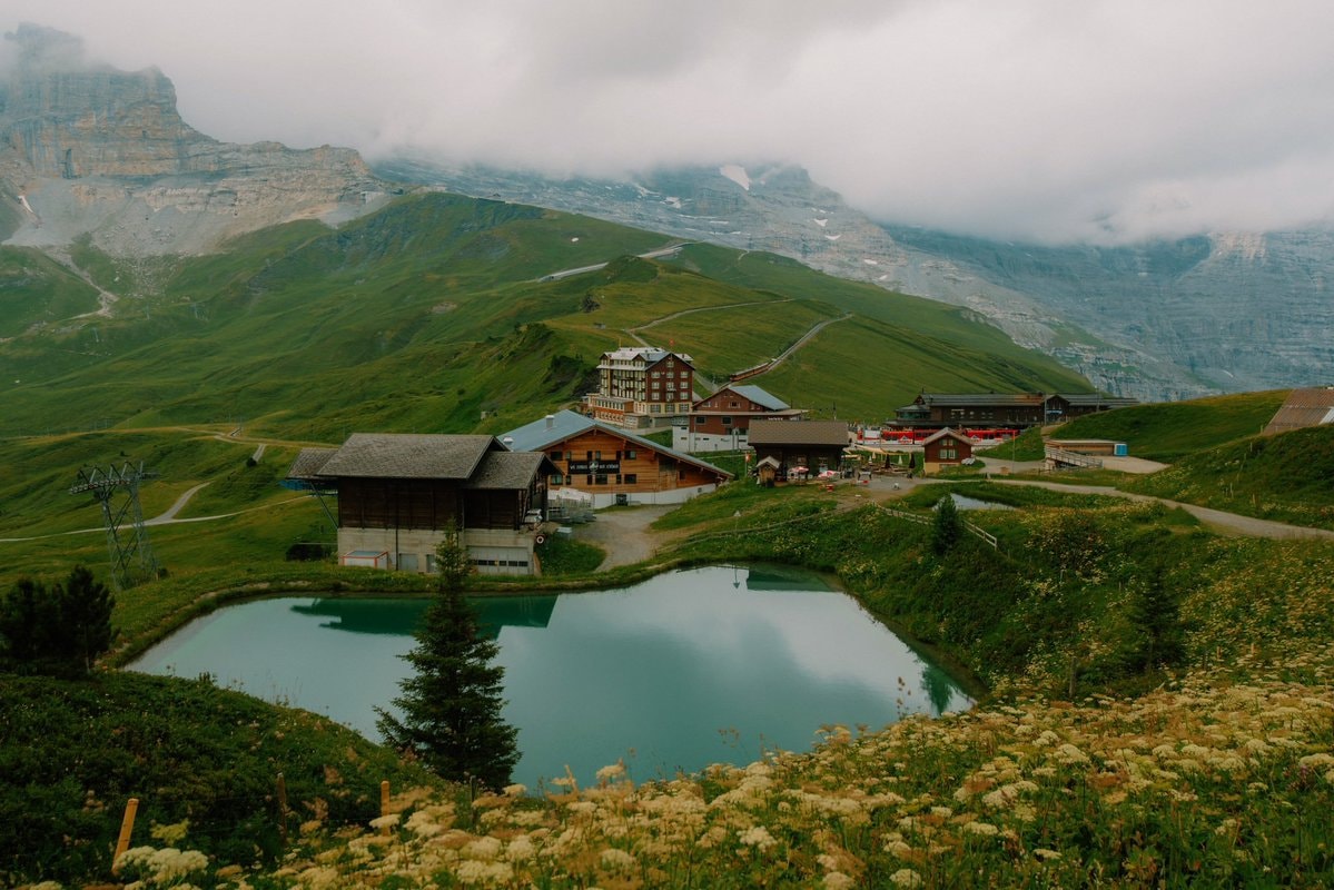 Switzerland cow glacier field (photo 2 of 4)