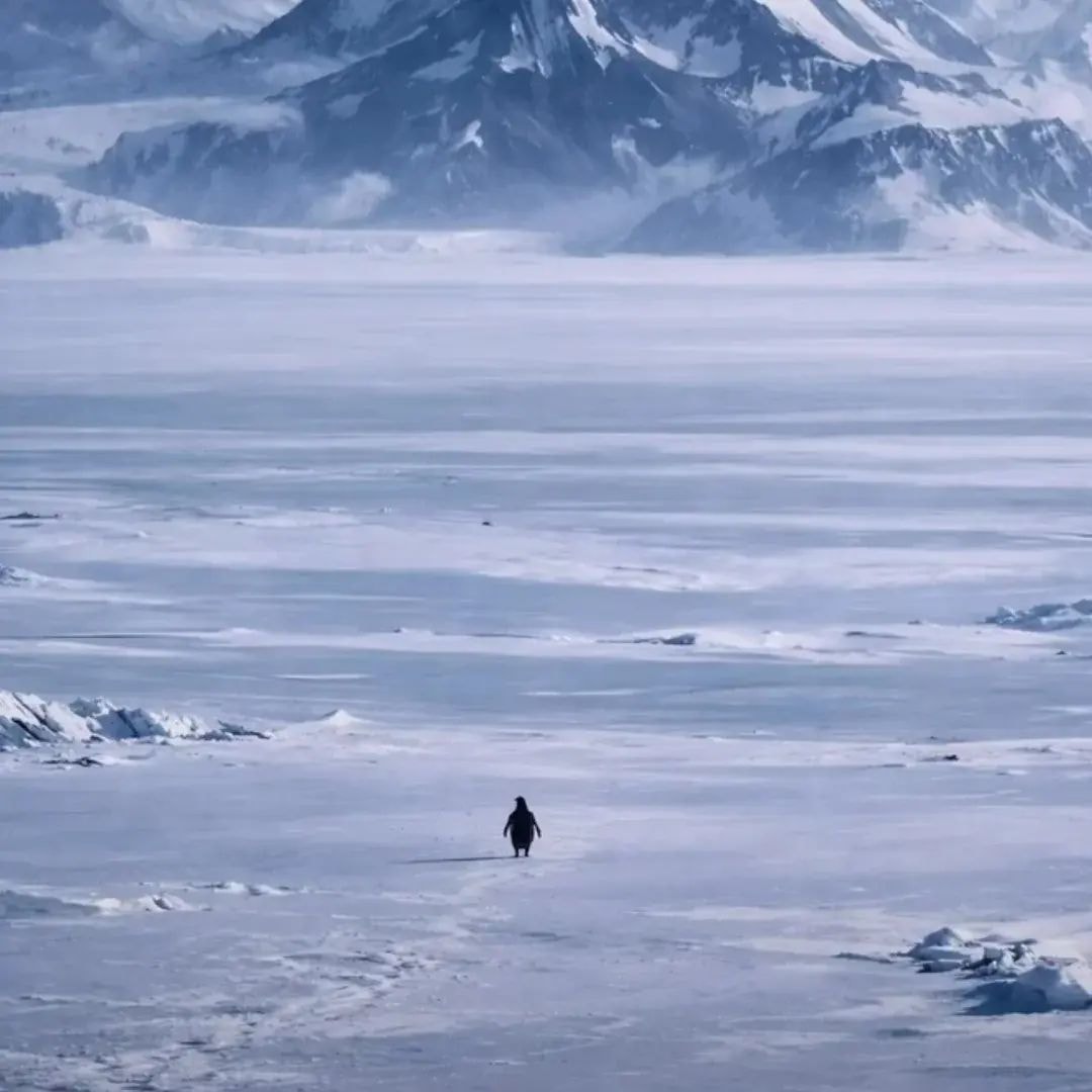 Nihilist Penguin towards mountains