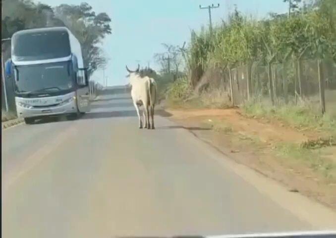 Cow standing in the middle of the road