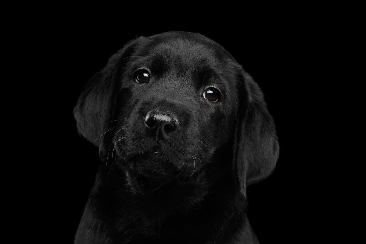 National Black Dog Day