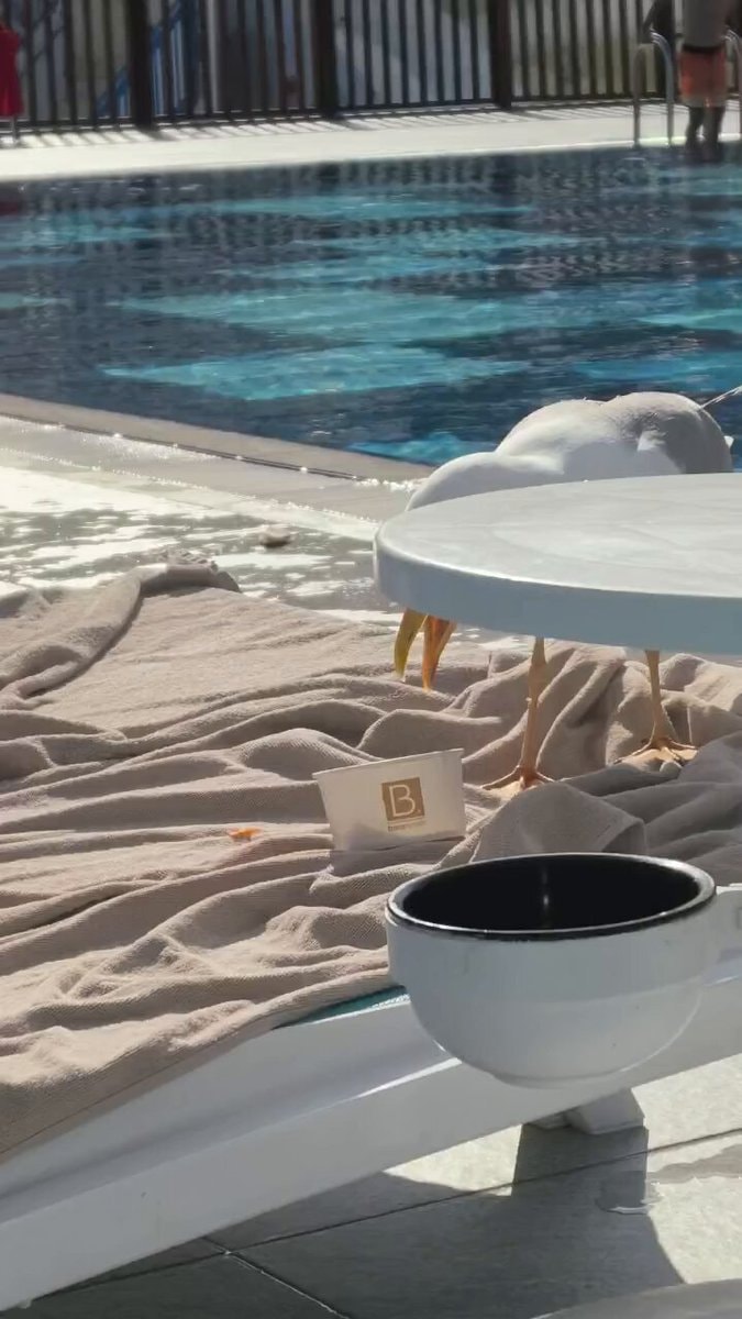 seagull stealing chips