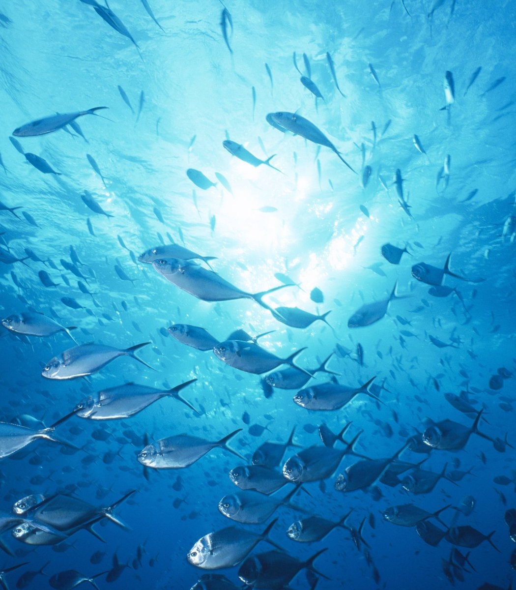 Offshore wind farm marine habitat
