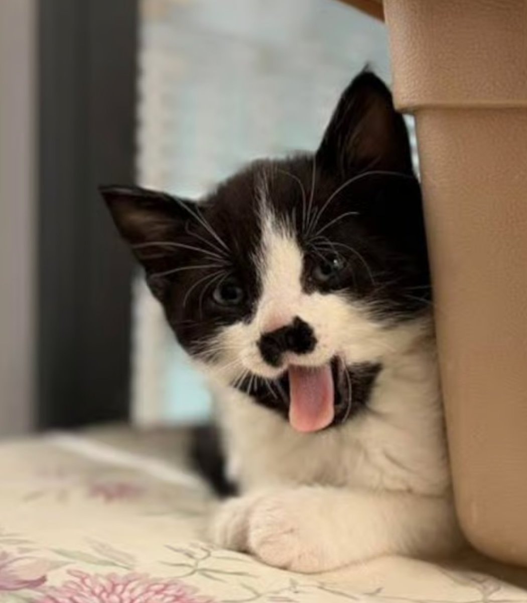 UK kitten named Mario (photo 2 of 2)