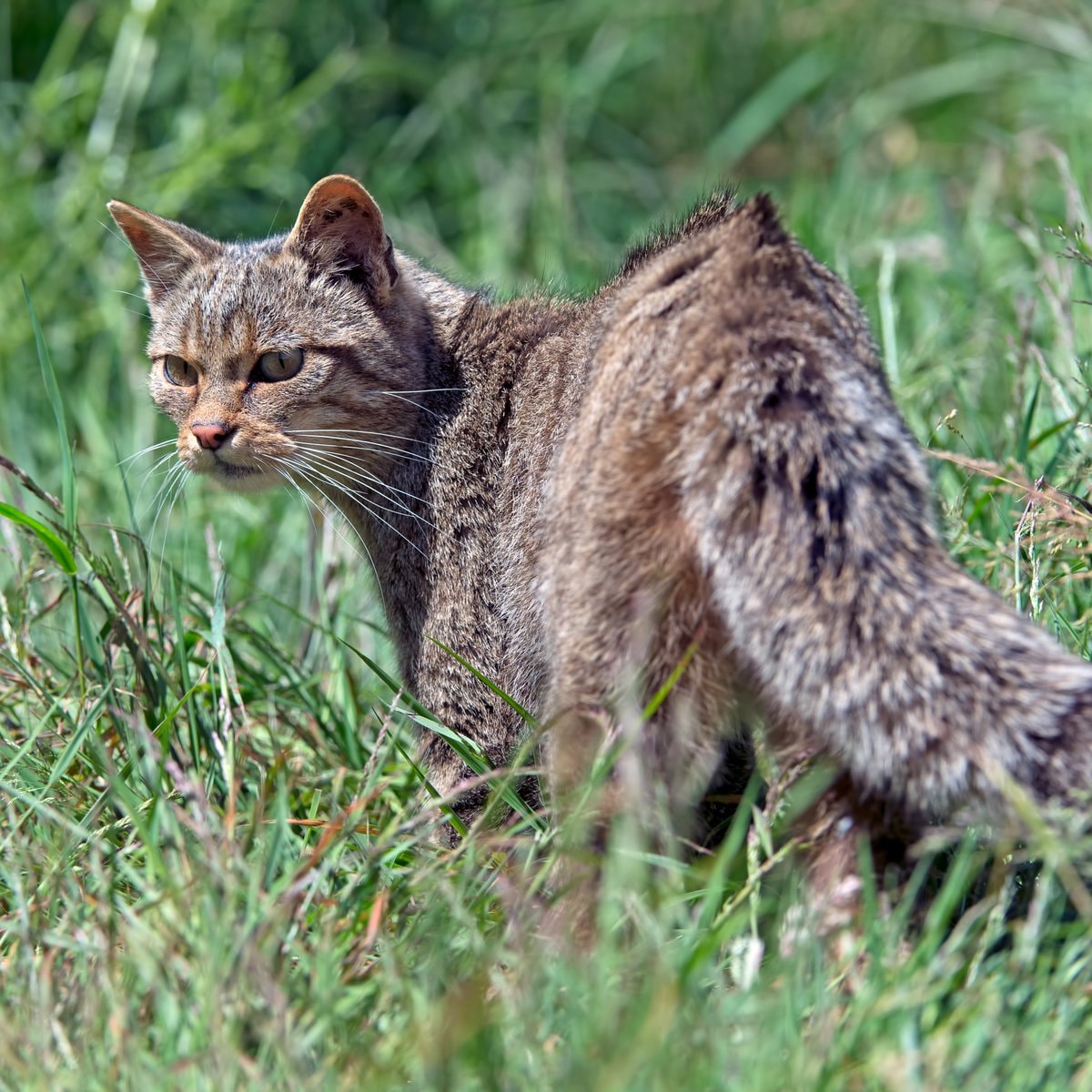 Scottish wildcat kittens (photo 2 of 2)