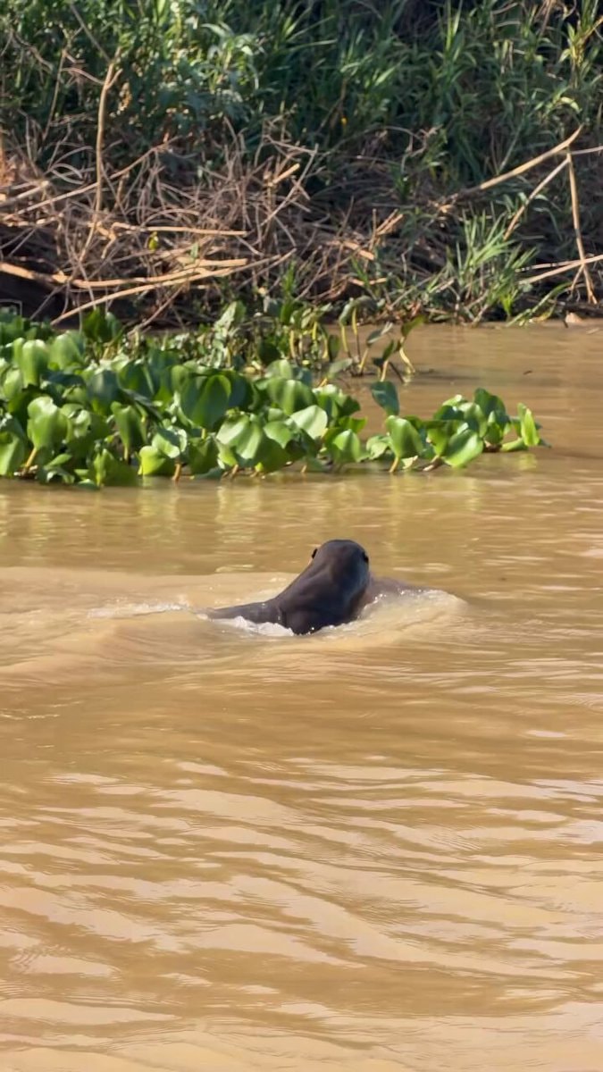 Otter swimming in murky water