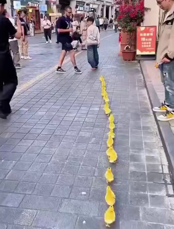 Ducklings walking with guide