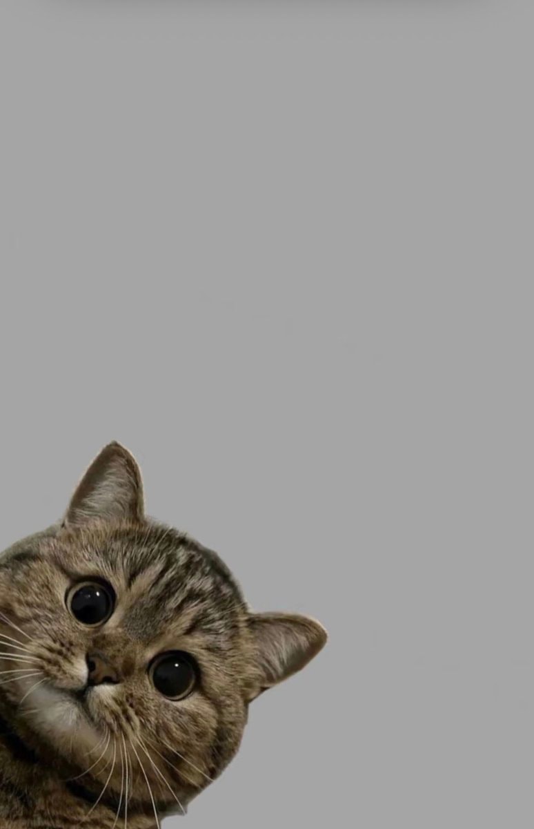 tabby cat peeking from corner