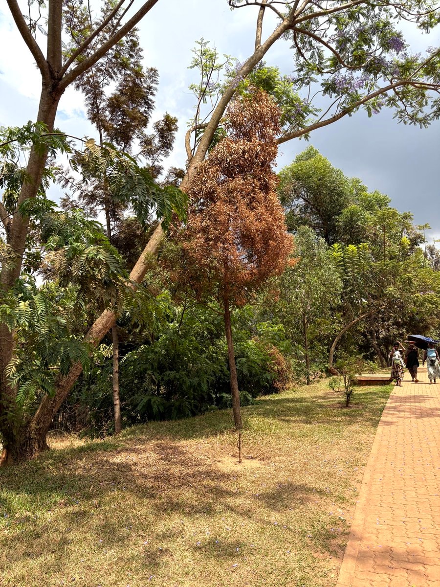 dry tree in park
