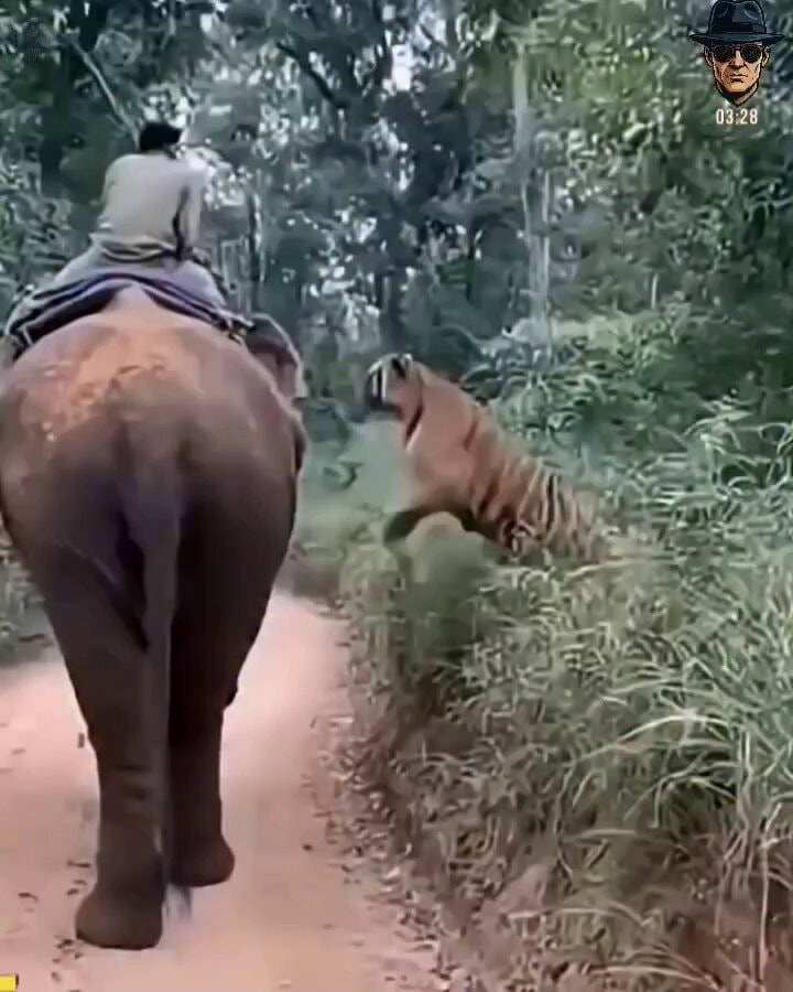 elephant tiger wild warning