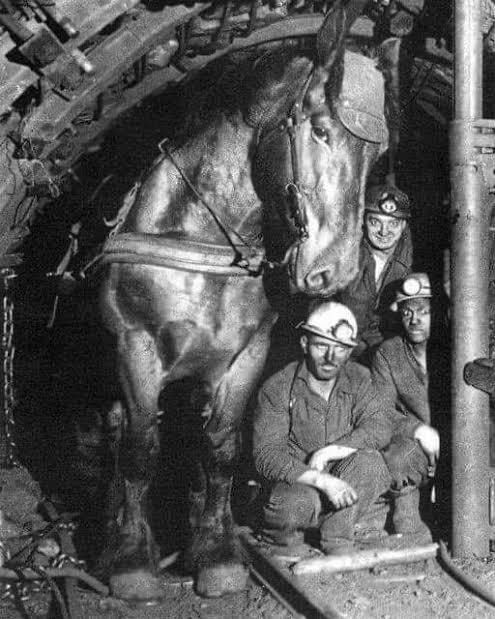 French miners and workhorse 1970