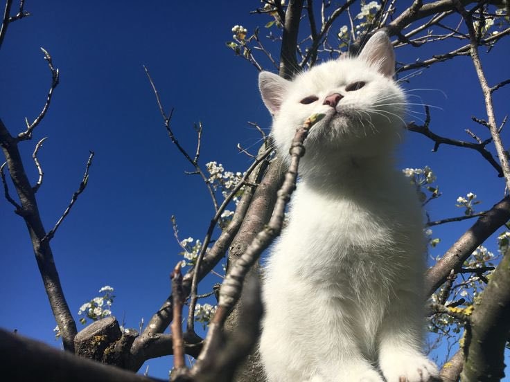 White kitten on tree branch (photo 2 of 4)