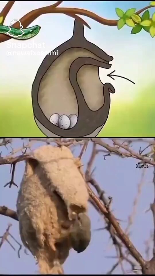 Pássaro Engenheiro