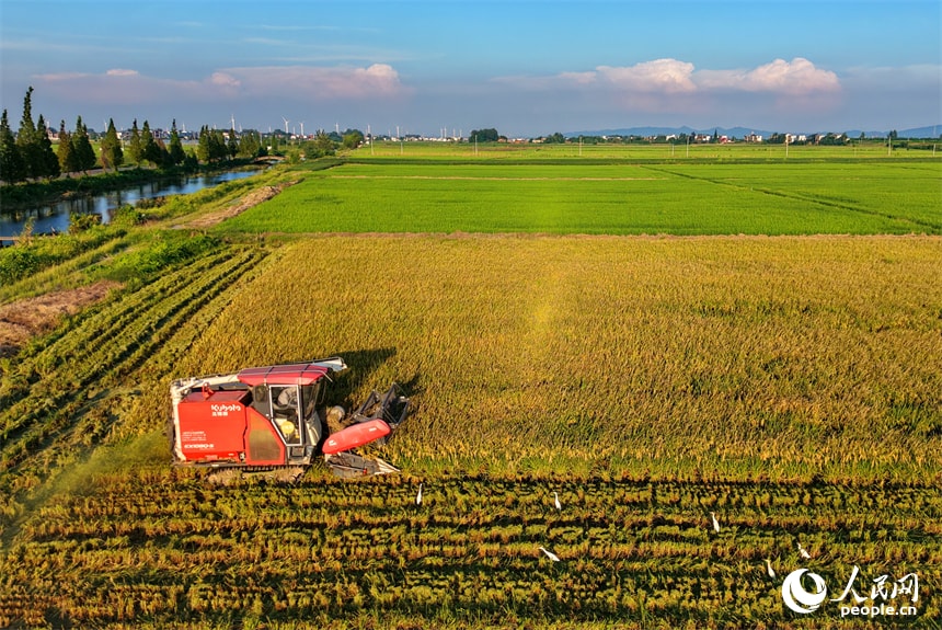 Jiangxi Chaisang harvest season (photo 2 of 4) Jiangxi Chaisang harvest season (photo 2 of 4)