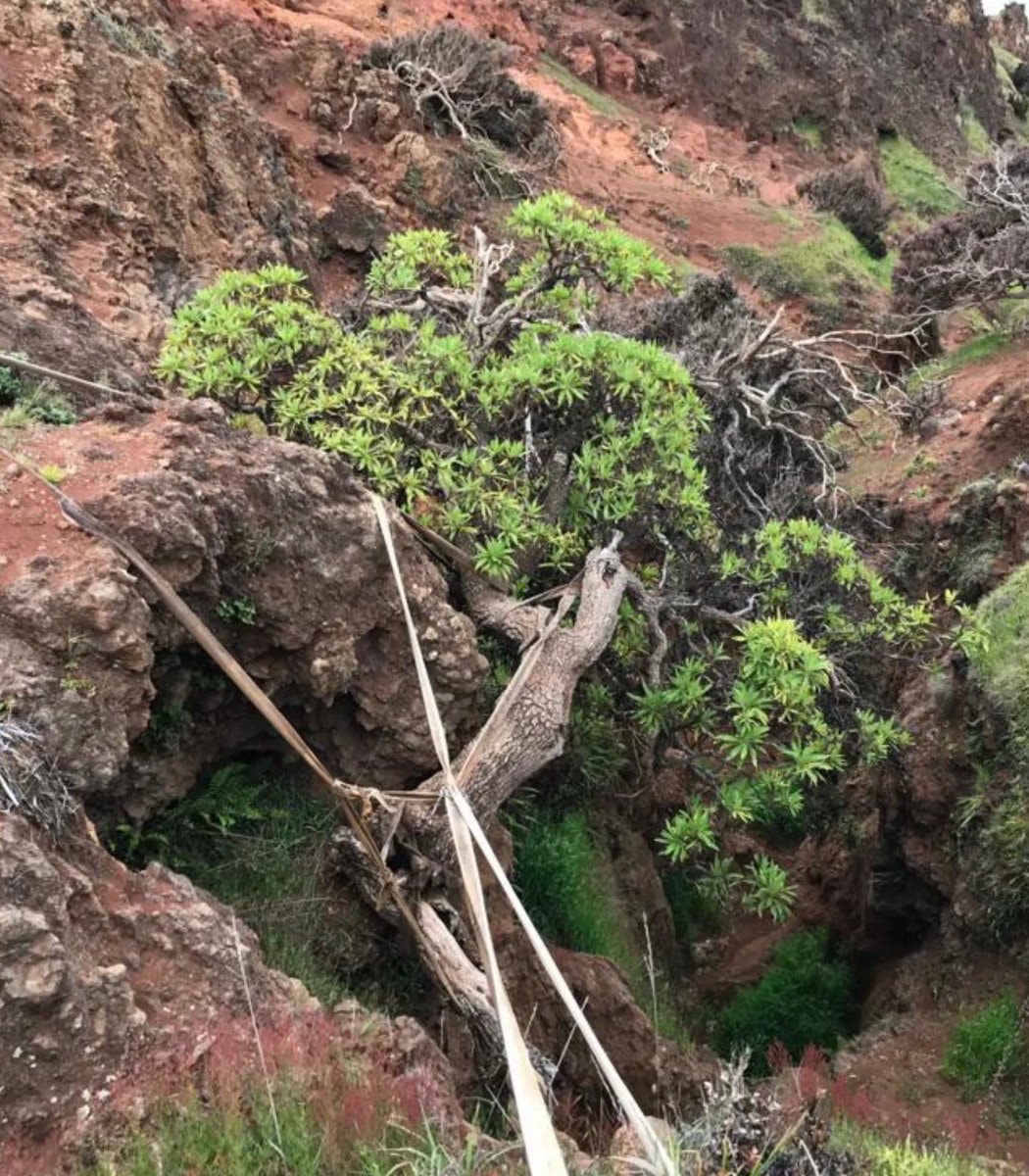 Chilean tree daisy conservation effort