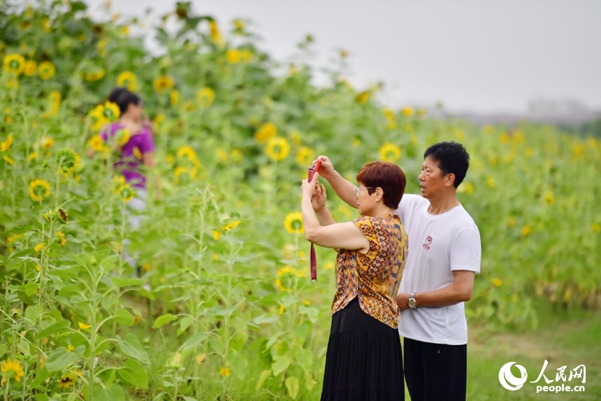 Beili Park sunflowers (photo 3 of 4)