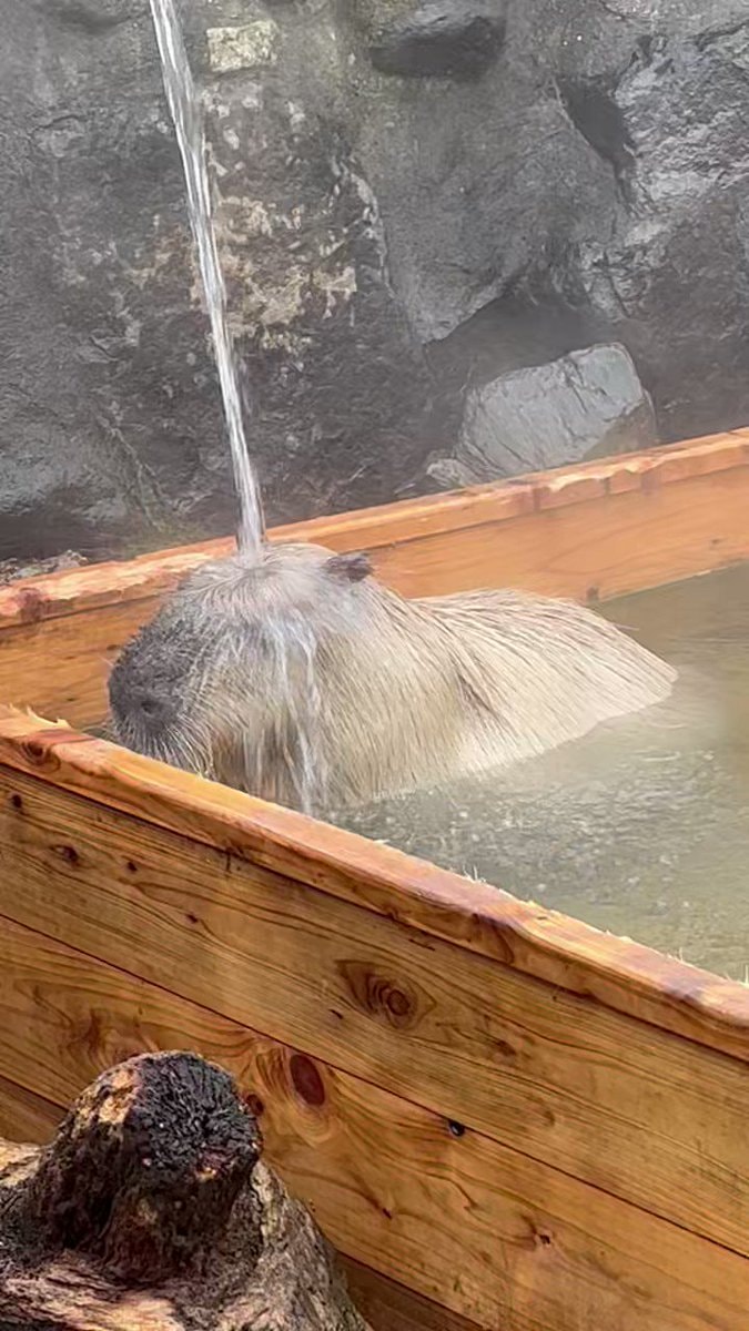 Capybara hot spring 🥹