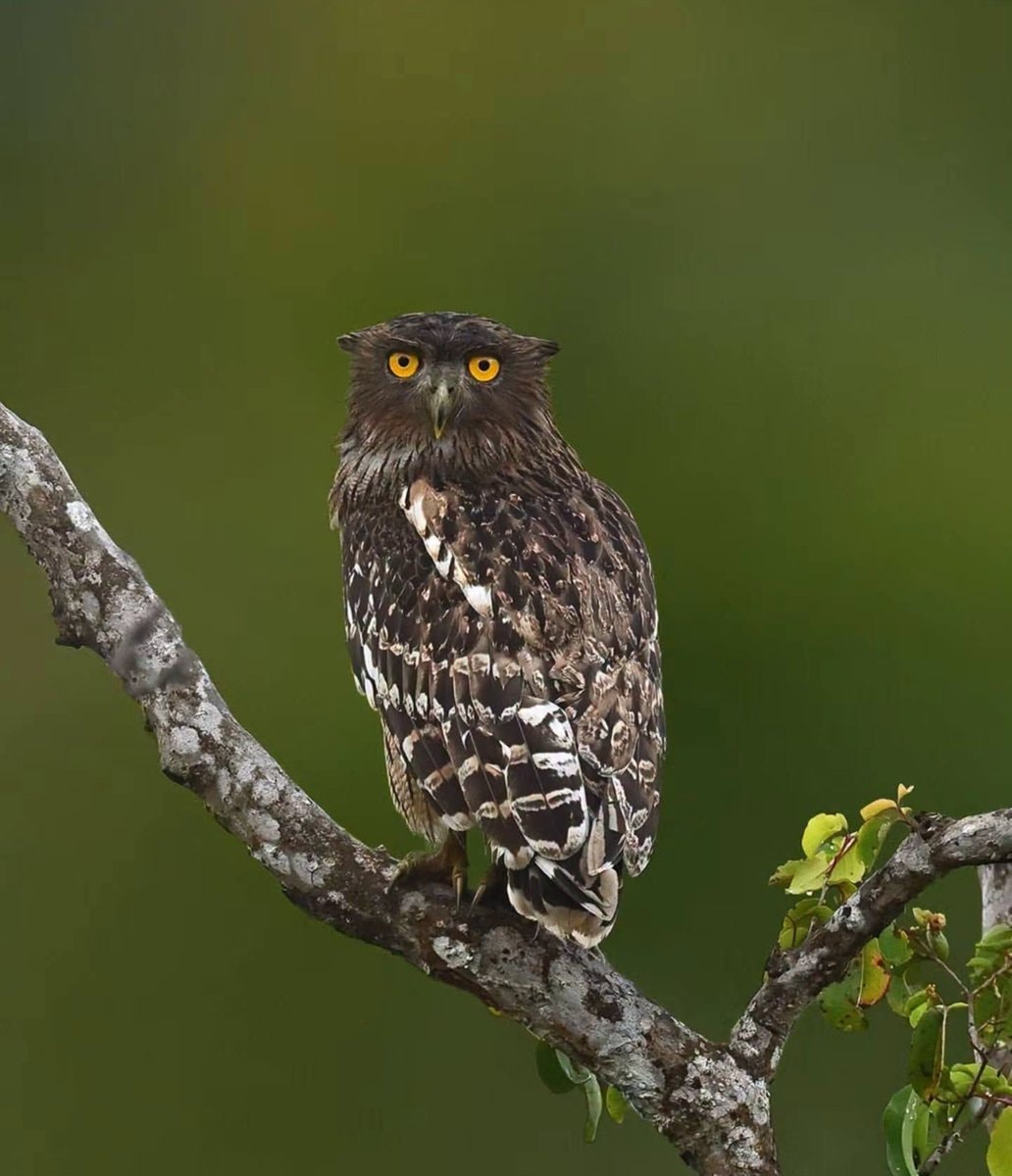 Brown Fish Owl Ketupa zeylonensis