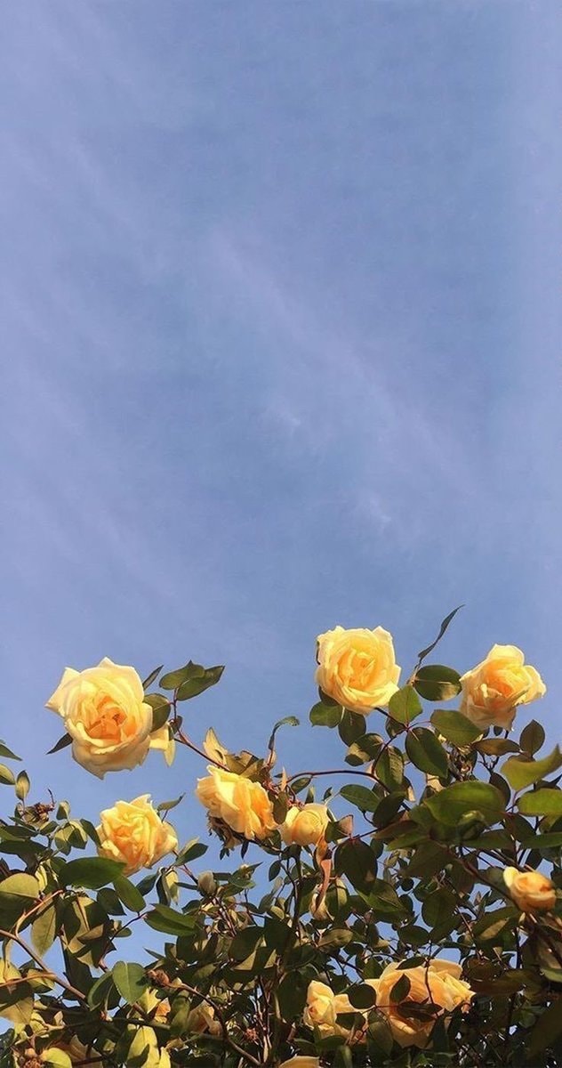 Yellow roses blue sky (photo 2 of 2)