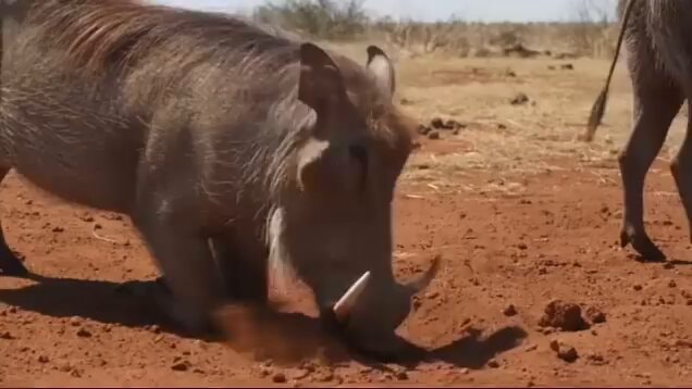 Warthog warfare in dry savanna