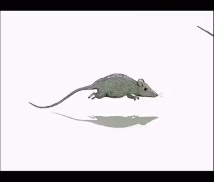 Steve Cutts animated film rat race