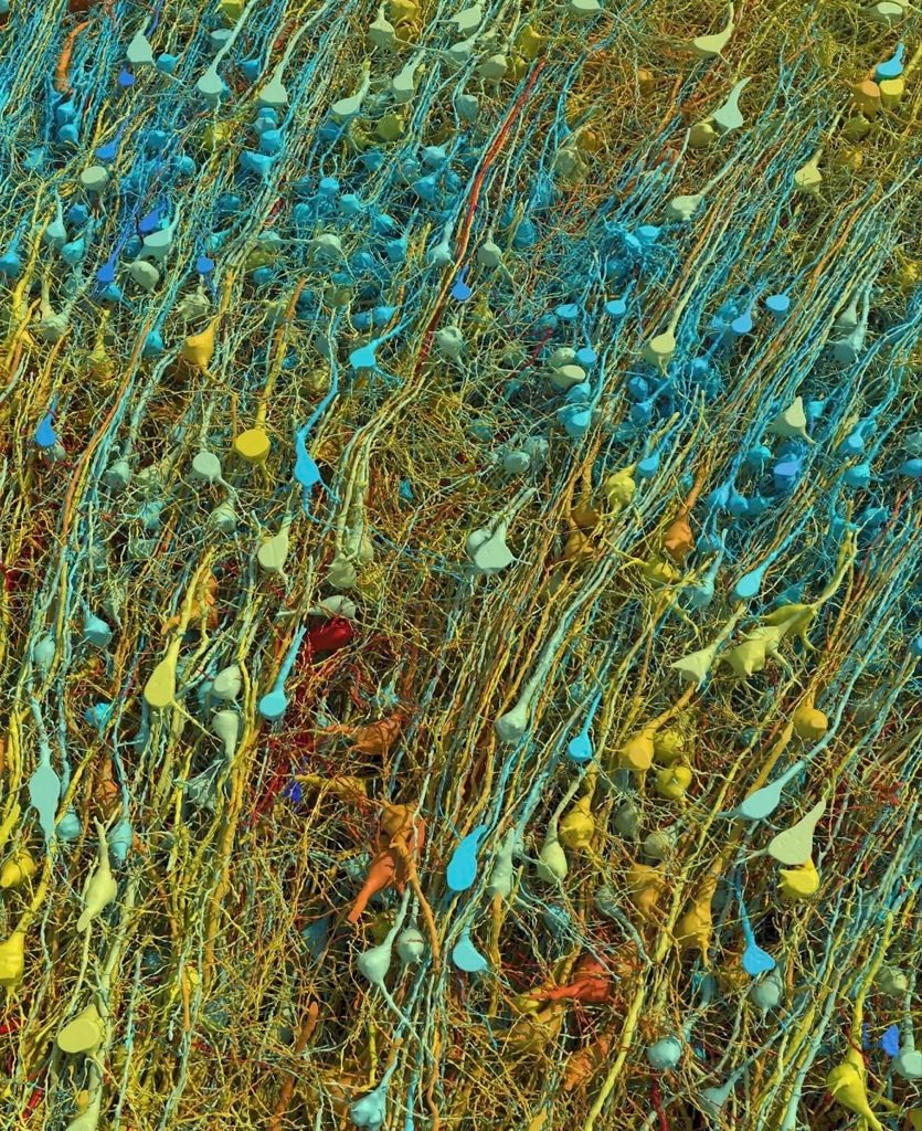 brain tissue at nanoscale resolution (photo 3 of 4)