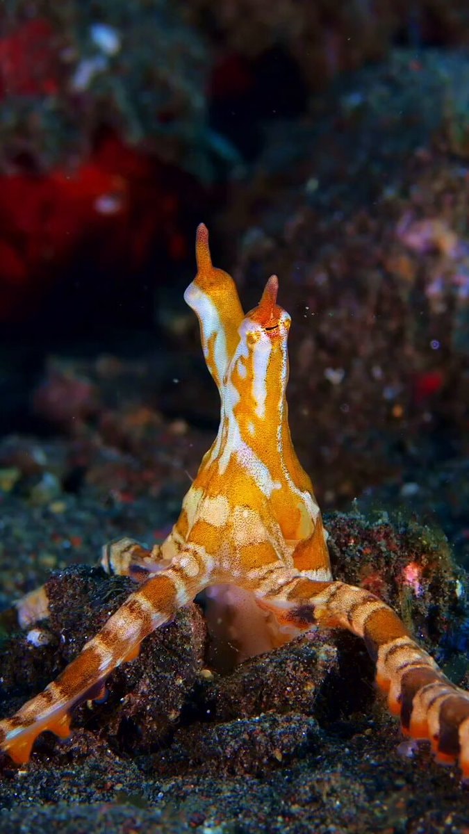 Wunderpus Octopus color waves Wunderpus Octopus color waves