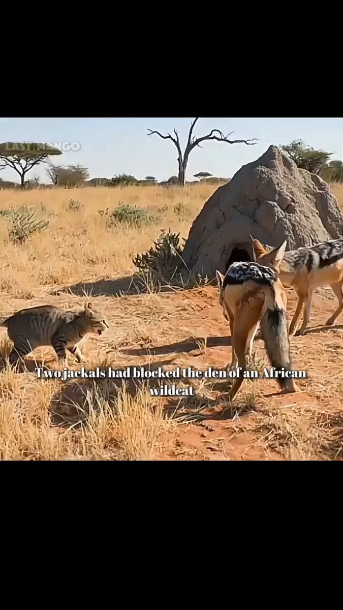 jackals versus wild African cat
