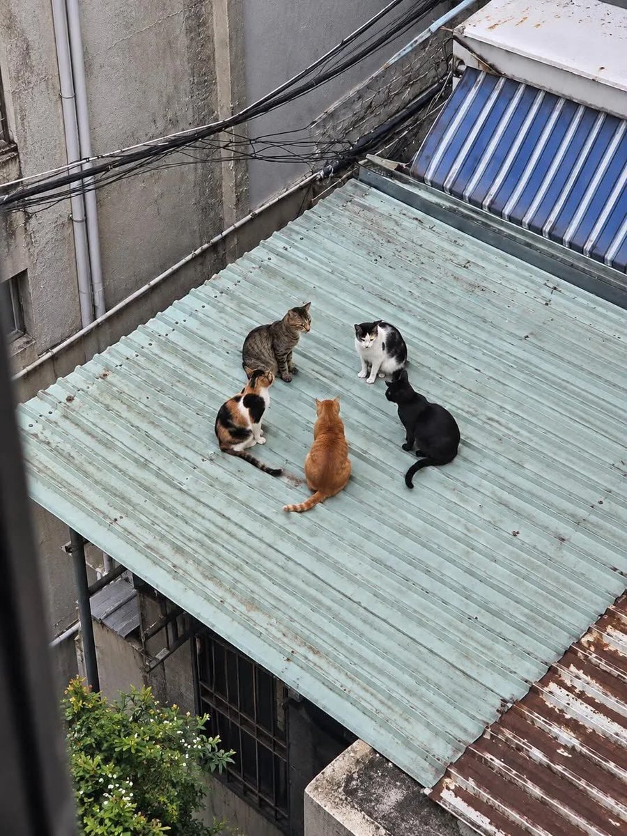 five cats on roof