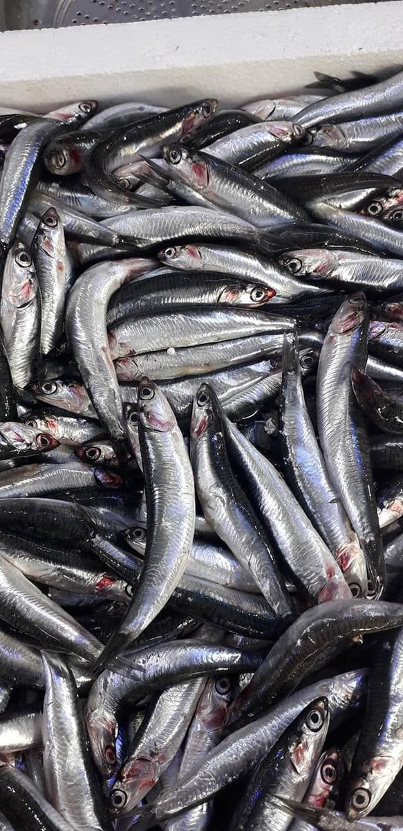 Fresh anchovies in white container