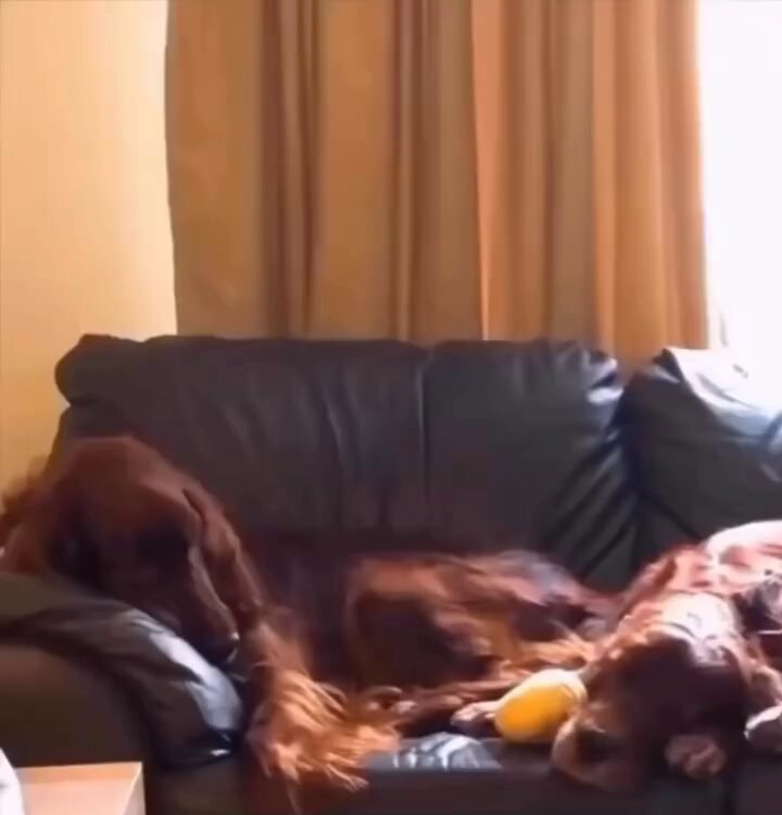 Roberto snoring dogs