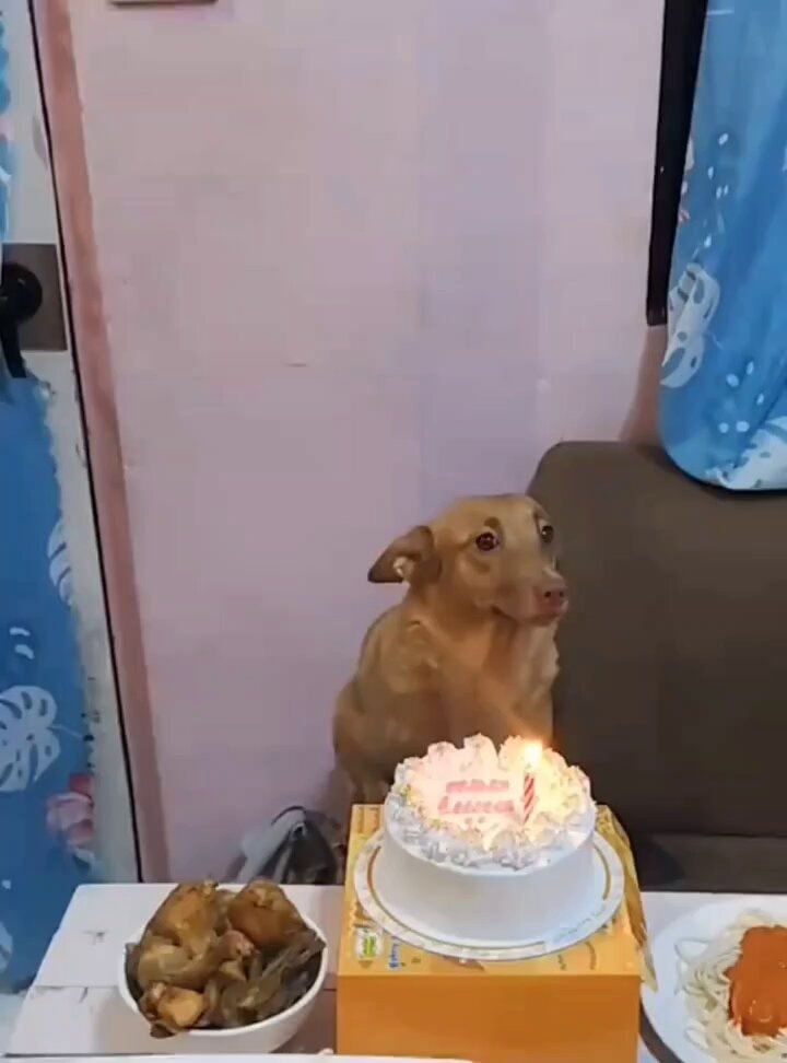 Luna first birthday after stray