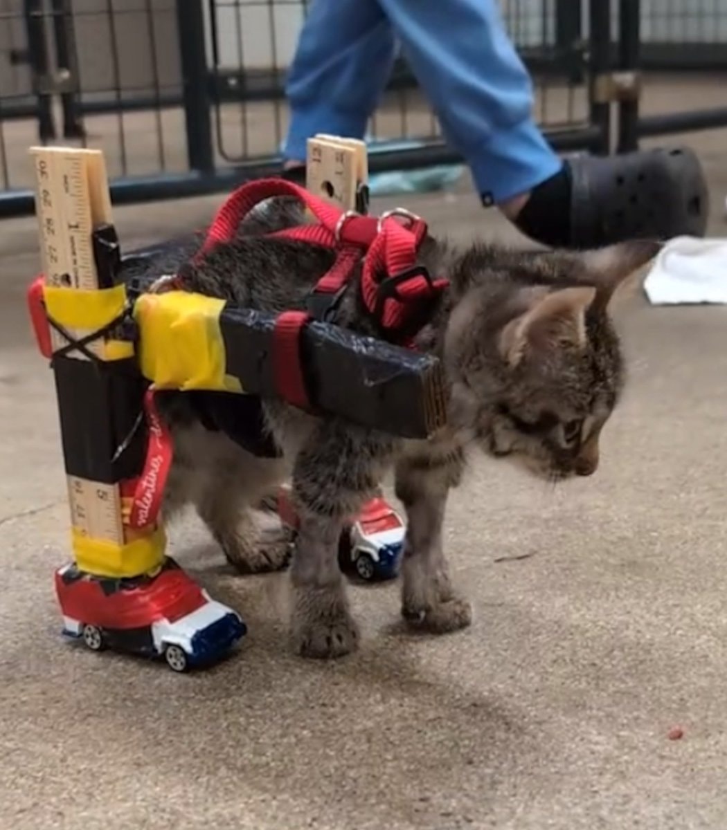 Gelato the wheelchair kitten adopted