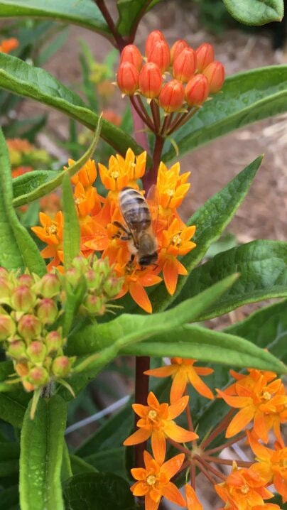Bee on orange flower