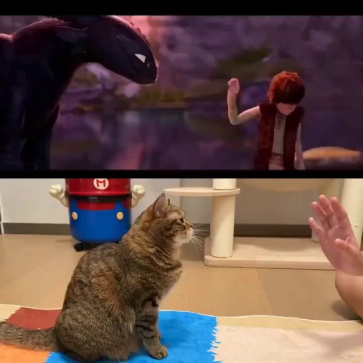 How to Train Your Dragon cat edit