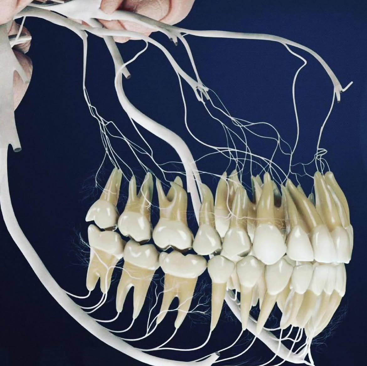 Teeth nerve connections anatomical model