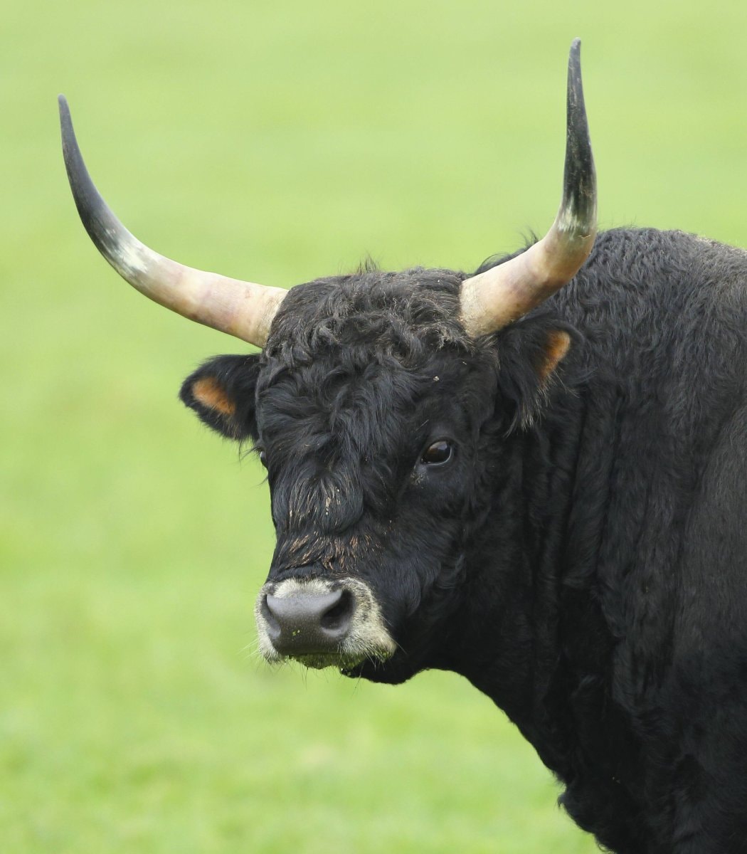 Bull semen cylinders explode in Australia fire