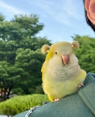 Parrot with hair tie pigtails (photo 2 of 2)
