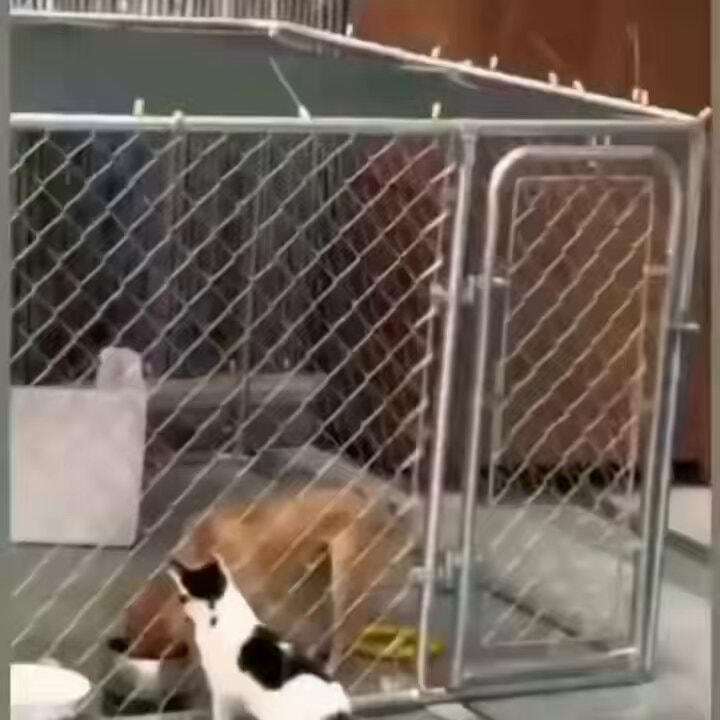 dogs in kennel daylight robbery