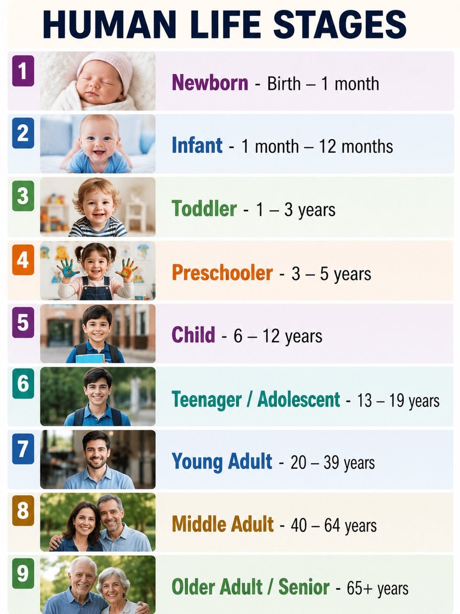 Human Life Stages infographic