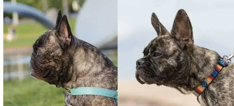 Hawbucks French Bulldogs health standard