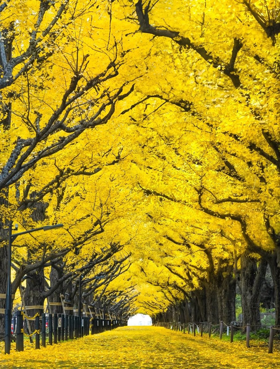 fall in japan (photo 4 of 4)